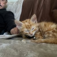 Photo of Matzo   Located In Pakenham