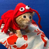Photo of Lobster