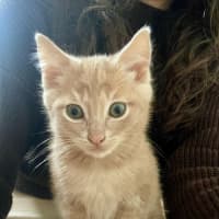 Photo of Hiccup