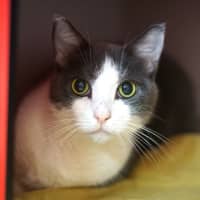 Photo of Minty