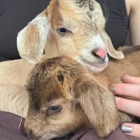 Photo of Maple And Willow