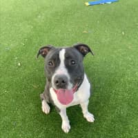 Photo of Cookie Imp 1421