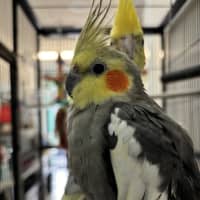 Photo of Cookie