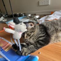 Photo of Tommy Tickle Mouse