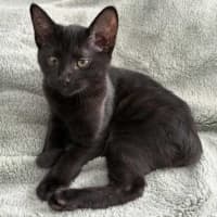 Photo of Puma