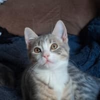 Photo of Fur
