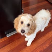 Photo of Teddy Valenti