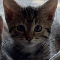 Photo of Mistletoe/Toey Meet Me@Petstock Mornington Nepean 