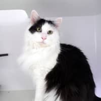 Photo of Oreo Rsua013020