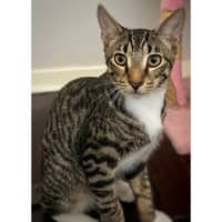 Photo of 11787   Almond