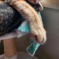 Photo of Aslan
