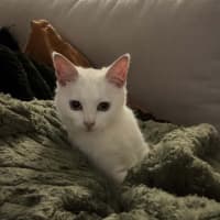 Photo of Sol *9 Lives Project Rescue*