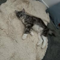 Photo of Bluey Meet Me@Petstock Carrum Downs Store 