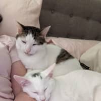 Photo of Merlin   Located In Wallan