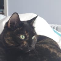 Photo of Lottie