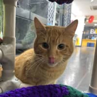 Photo of Biggie Cheese