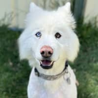 Photo of Lucky