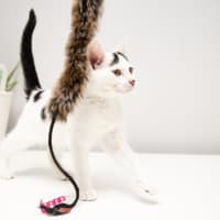 Photo of Cupid