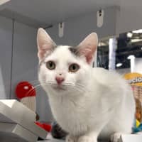 Photo of Diesel