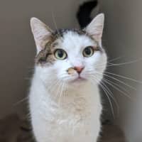Photo of Pebble