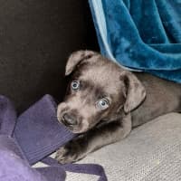Photo of Cherry