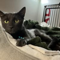 Photo of Pepper