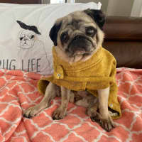 Photo of Blossom 🌸