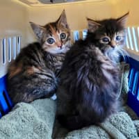 Photo of Enid Addams