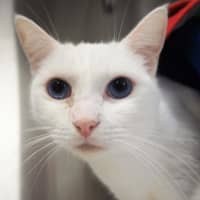 Photo of Mr Tony Now Tofu