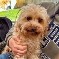 Photo of Poppy