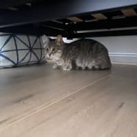 Photo of Phoebe