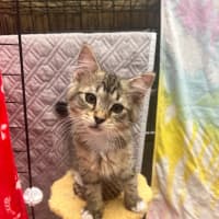 Photo of Root Beer Float