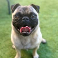 Photo of Benny