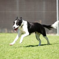 Photo of Petal