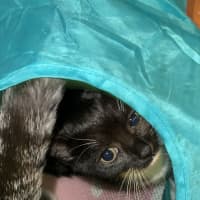 Photo of Inky