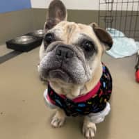 Photo of Cookie