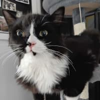 Photo of Tommy