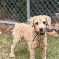 Photo of Little Ted