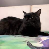 Photo of Velvet