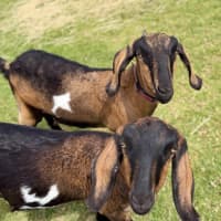 Photo of Bubblo & Bill