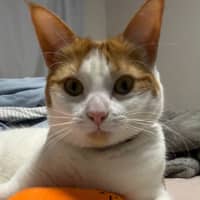 Photo of Lua 