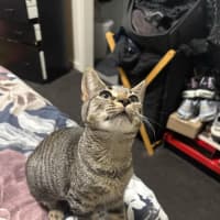 Photo of Jinx