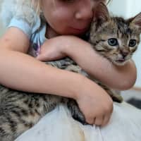 Photo of Tiger