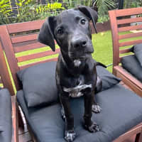 Photo of Phoebe