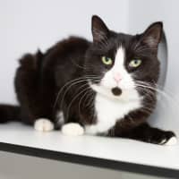 Photo of Pepper Jack