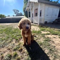 Photo of Patch And Stella Valenti