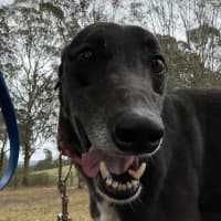 Photo of Jay The Greyhound