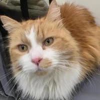 Photo of Simba