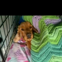 Photo of Phoebe Cocker Spaniel