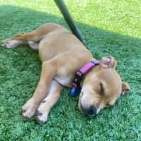 Photo of Kandi   10 Week Old Staffy X Beagle (Trial)